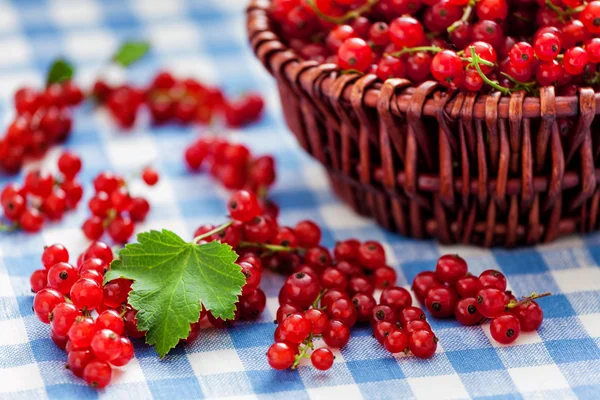 Röda vinbär i wicker skål på bordet — Stockfoto