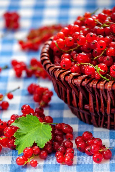 Redcurrant in wicker bowl on the table — Stock Photo, Image