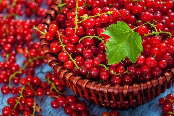 Redcurrant in wicker bowl on the table