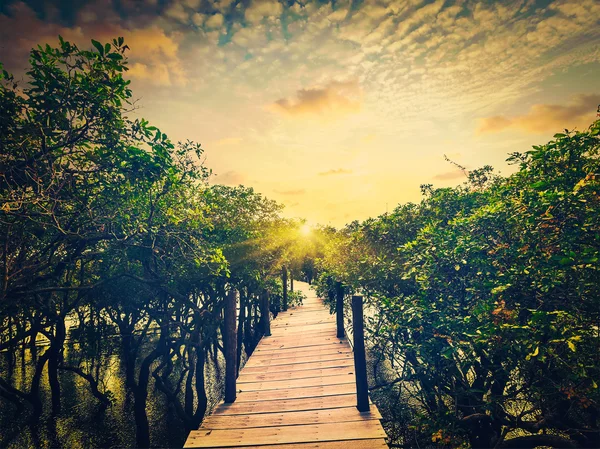 Dřevěný most v zatopené deštném pralese mangrovových stromů — Stock fotografie
