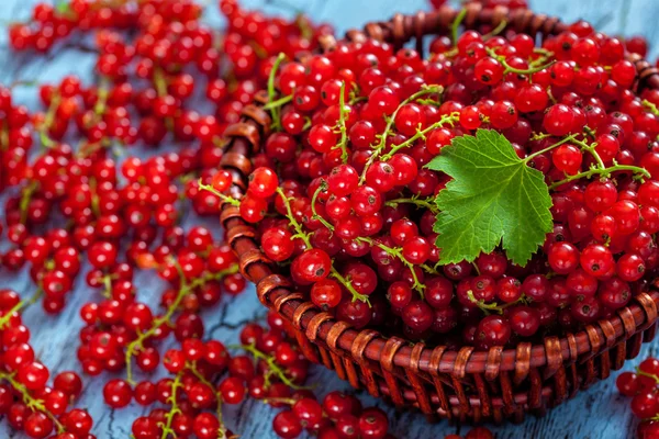 Redcurrant in wicker bowl on the table — Stock Photo, Image