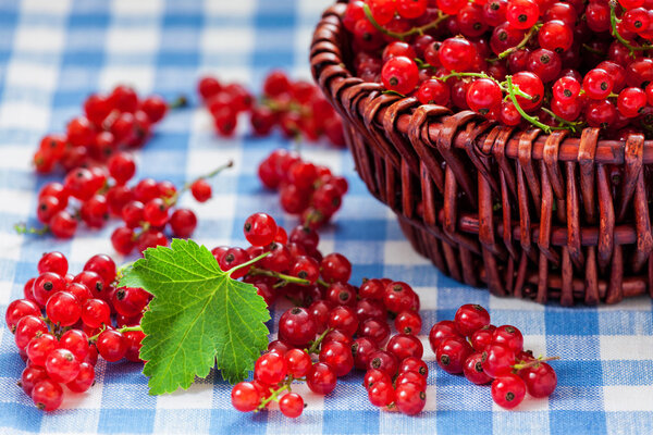 Redcurrant in wicker bowl on the table