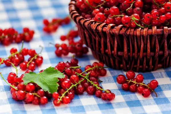 Ribes rosso in ciotola di vimini sul tavolo — Foto Stock