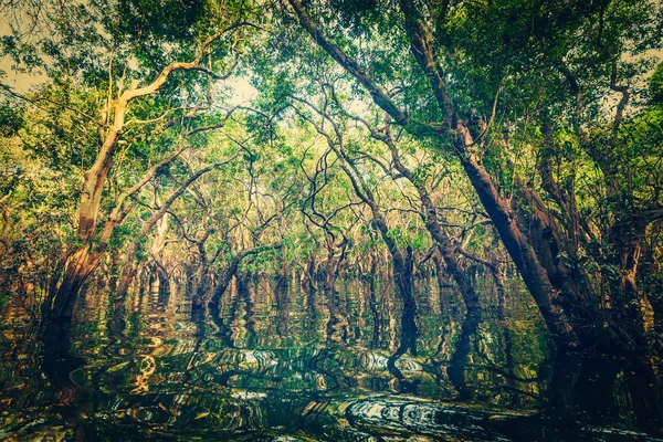 洪水淹没的树林，在树林雨 — 图库照片