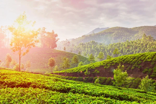 Plantações de chá verde em Munnar, Kerala, Índia — Fotografia de Stock