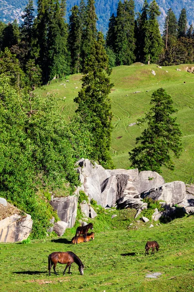 Cavalos pastando nas montanhas — Fotografia de Stock