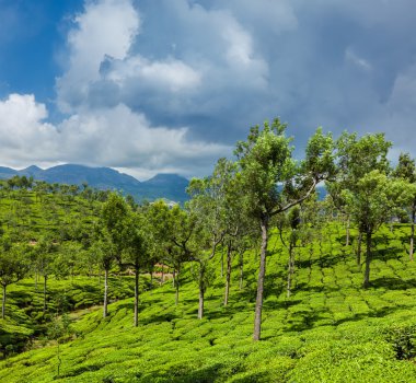 Munnar, Kerala, Hindistan 'daki yeşil çay tarlaları.