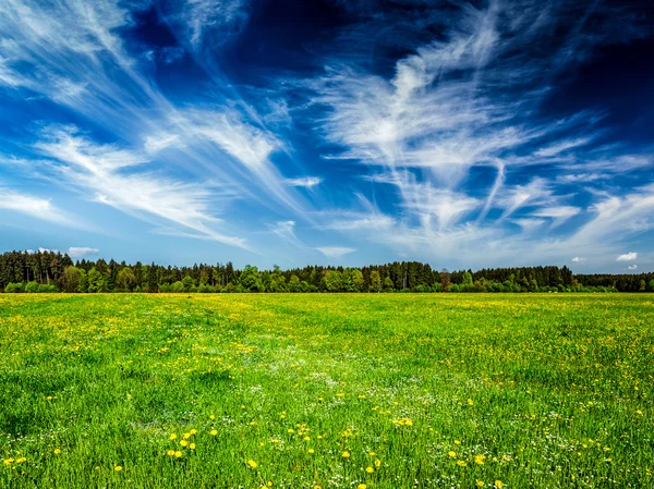 Houten planken vloer en zomer weide — Stockfoto