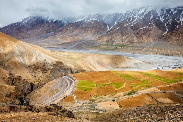 Fields in Spiti Valley — Stock Photo, Image