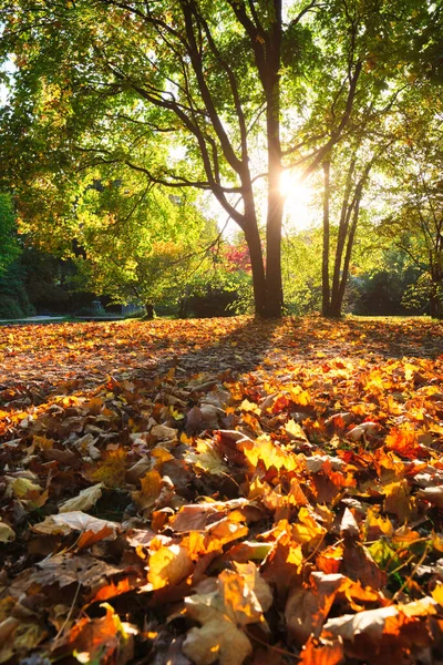 Gouden herfst herfst oktober in het beroemde München ontspannen plaats - Englishgarten. Munchen, Beieren, Duitsland — Stockfoto