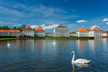 Nymphenburg Sarayı 'nın yanındaki gölde kuğu. Münih, Bavyera, Almanya