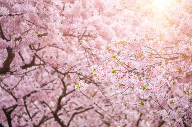 Çiçek açan kiraz çiçekleri. Yaklaş.