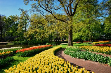 Netherlan, Keukenhof çiçek bahçesinde çiçek açan laleler.