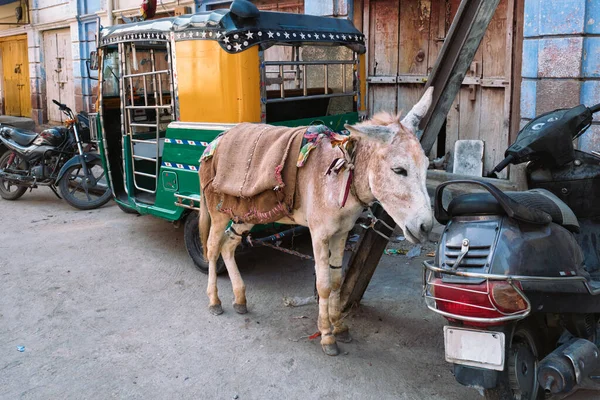 Burro, auto riquixá e motocicletas na rua indiana — Fotografia de Stock