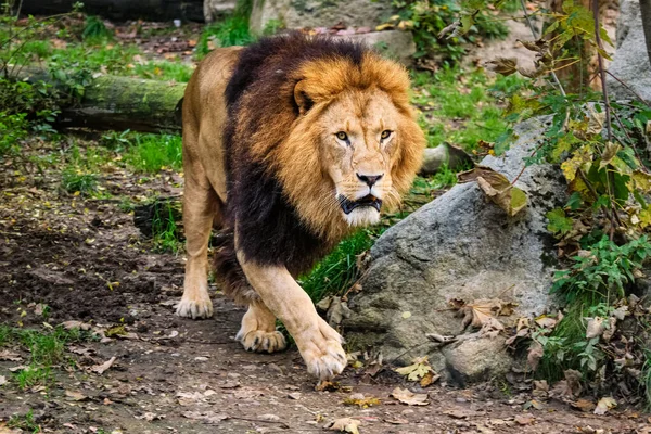 Lev v pralese v přírodě — Stock fotografie