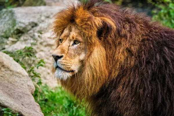 Leone nella foresta della giungla in natura — Foto Stock