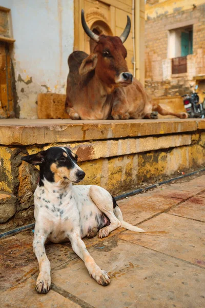 通りにはインドの牛が休んでいる — ストック写真