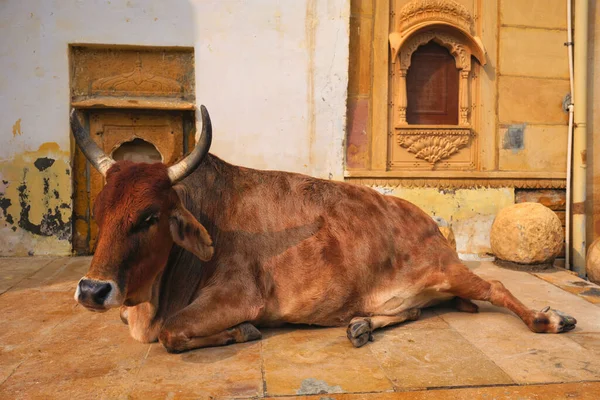 Indian cow resting in the street