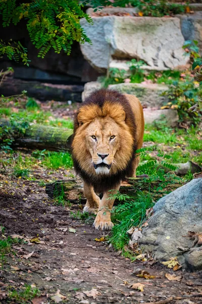 Lion in jungle forest in nature — Stock Photo, Image