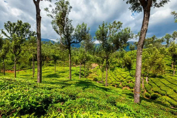 Teeplantagen in den Bergen — Stockfoto