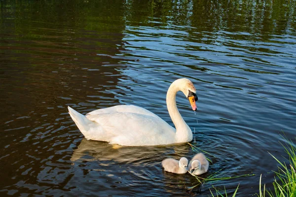 Swan with little swans — Stock Photo, Image