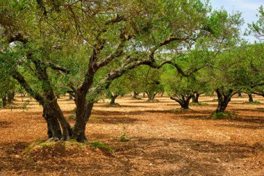 Yunanistan 'ın Girit kentinde zeytin yağı üretimi için zeytin ağaçları Olea europaea