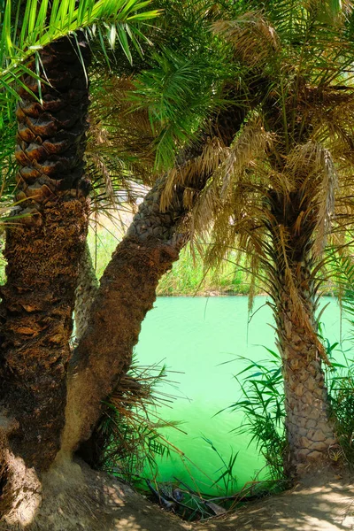 Forêt de palmiers. Crète île, Grèce — Photo