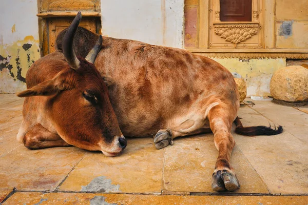 Indiai tehén pihen az utcán — Stock Fotó
