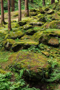 Himalayalar 'daki Çam Ormanı
