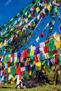 Tsuglagkhang kompleksinin etrafındaki korada Budist dua bayrakları var. McLeod Ganj, Himachal Pradesh, Hindistan