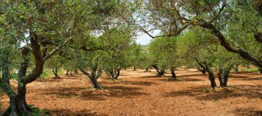 Yunanistan 'ın Girit kentinde zeytin yağı üretimi için zeytin ağaçları Olea europaea