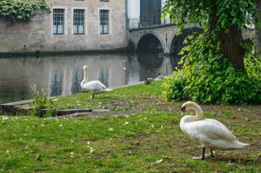 Bruges kasabasında Begijnhof Beguinage yakınlarında bir kanal kıyısında kuğular. Brugge, Belçika