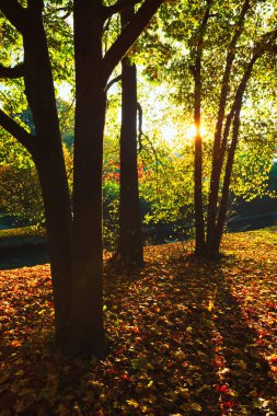 Altın sonbahar ekim ayında ünlü Münih dinlenme yerinde - İngiliz baharı. Munchen, Bavyera, Almanya