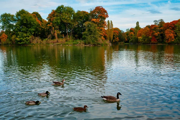 Patos em um lago no jardim inglês de Munique Englischer garten park. Munchen, Baviera, Alemanha — Fotografia de Stock