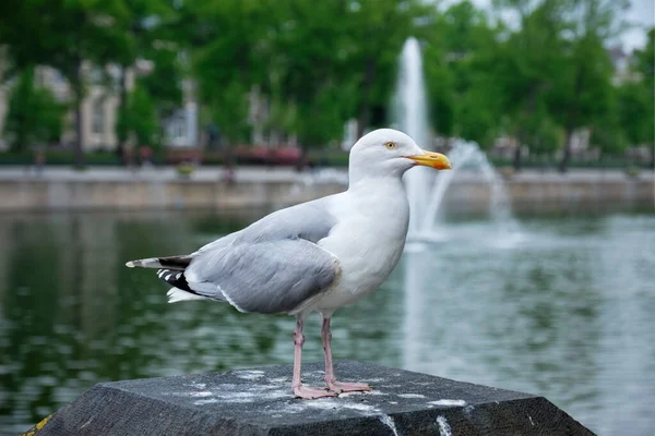 Seagull sitting near Hofvijver lake with fountain. The Haugue, the Netherlands — Stock Photo, Image