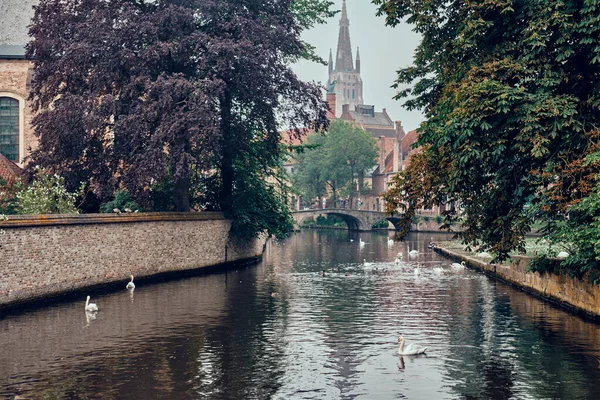 Brugge kanaal met witte zwanen tussen oude bomen met kerk van Onze Lieve Vrouw op de achtergrond. Brugge, België — Stockfoto