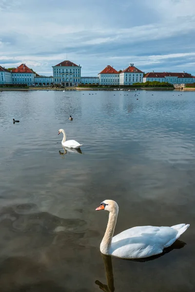 Cisne na lagoa perto do Palácio de Nymphenburg. Munique, Baviera, Alemanha — Fotografia de Stock