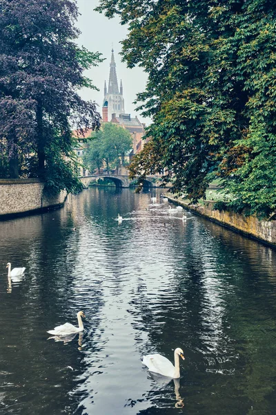 Canal de Brujas con cisnes blancos entre árboles viejos con la Iglesia de Nuestra Señora al fondo. Brujas, Bélgica —  Fotos de Stock