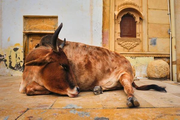 Indiai tehén pihen az utcán — Stock Fotó