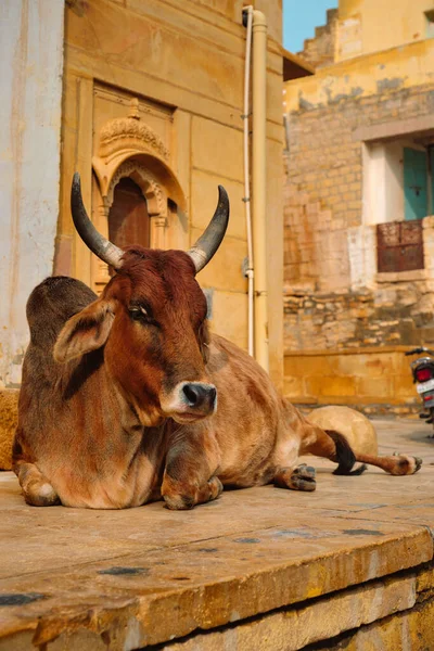 Vaca indiana descansando na rua — Fotografia de Stock