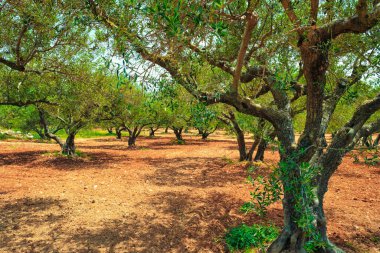 Yunanistan 'ın Girit kentinde zeytin yağı üretimi için zeytin ağaçları Olea europaea