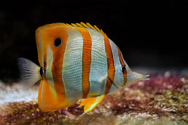 Kupferband-Falterfisch Chelmon rostratus — Stockfoto