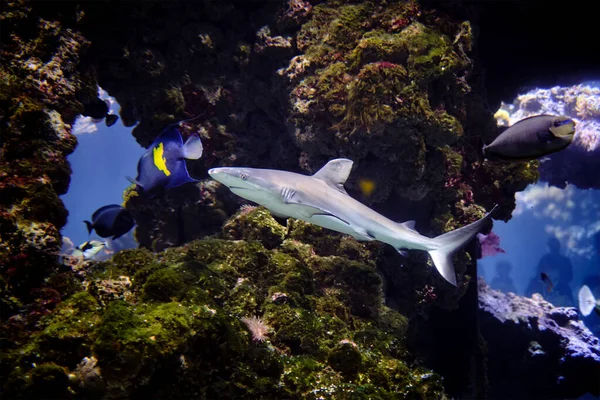 Tiburón foto submarina en aguas abiertas —  Fotos de Stock