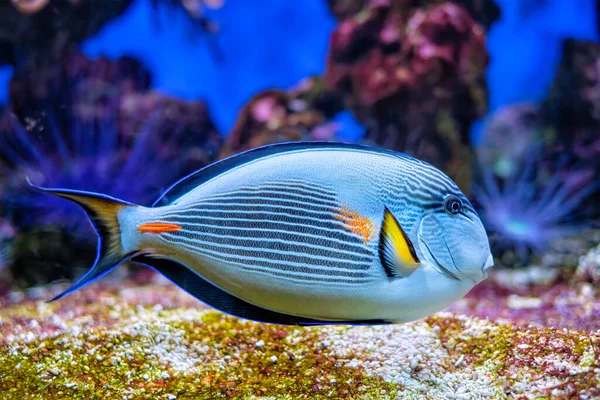 Sohal Sebészhal a víz alatt — Stock Fotó