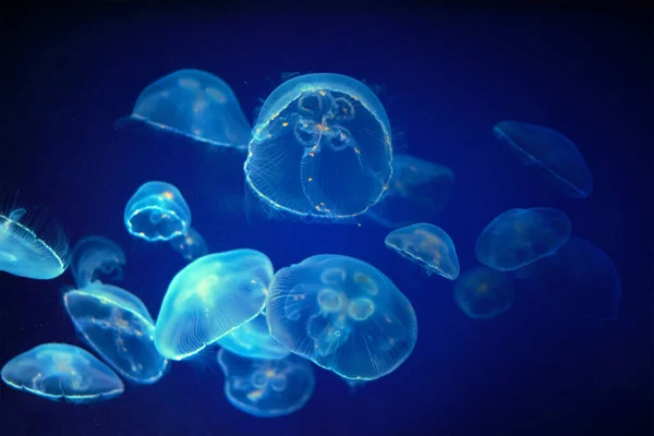 Meduza meduza niewerwater — Zdjęcie stockowe