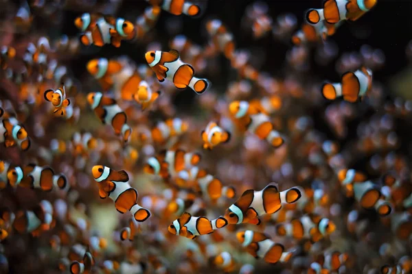 Payaso Anémona Amphiprion ocellaris —  Fotos de Stock