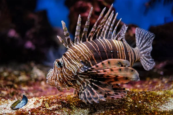 Vörös oroszlánhal Pterois volitans hal a víz alatt — Stock Fotó