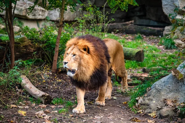 Lion dans la jungle forêt dans la nature — Photo