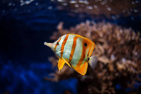 Copperband butterflyfish Chelmon rostratus — Stock Photo, Image