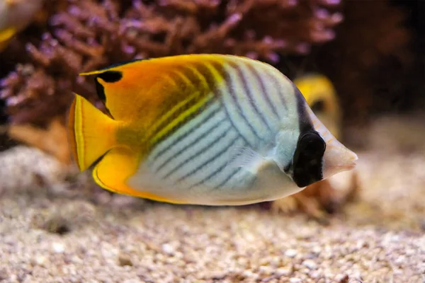 Різьба метеликів Chetodon Auriga fish під водою в морі — стокове фото